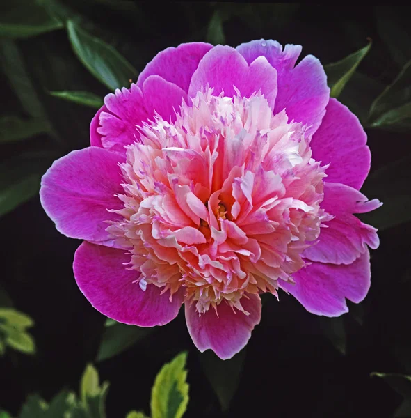 Magnolia Sprengeri Ντίβα Μέσα Έναν Κήπο Την Άνοιξη — Φωτογραφία Αρχείου