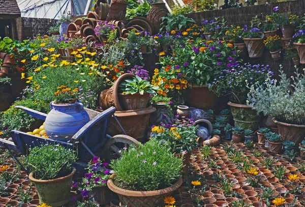 Pottery Display Colourful Planted Containers — Stock Photo, Image