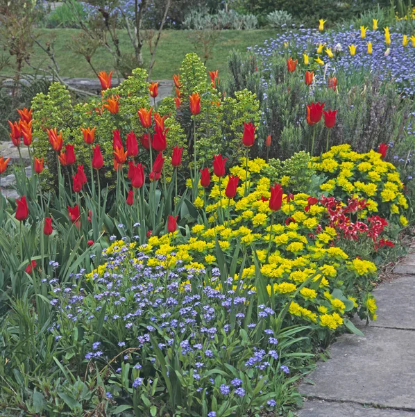 Colourful Border Tulips Euphorbia Polychroma Great Dixter — Stock Photo, Image