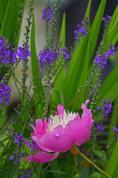 Барвистий Paeonia Lactiflora Миску Краси Краплі Дощу Саду Котедж — стокове фото