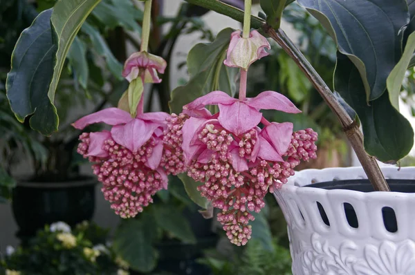 Fioritura Medinilla Magnifica Cresce Conservatorio — Foto Stock