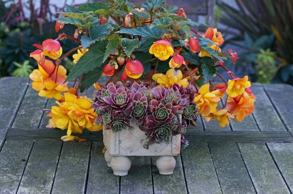 Containers Sempervivum Begonia Apricot Shades Garden Terrace — Stock Photo, Image