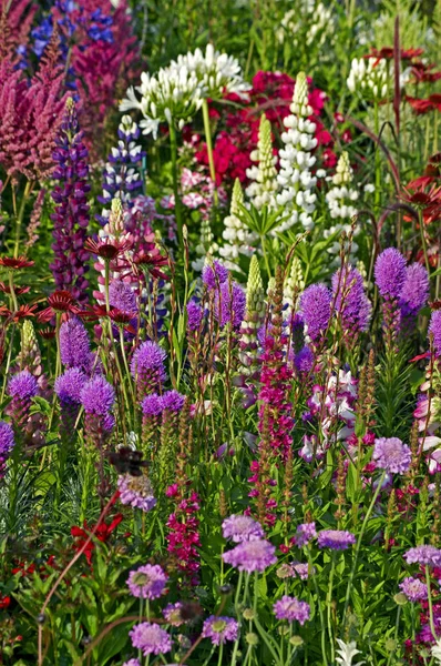 Een Bonte Rand Bedektzadigen Land Tuin — Stockfoto