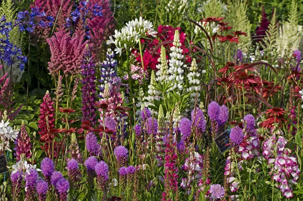 Красочная Экспозиция Цветущих Приграничных Растений Сельском Саду — стоковое фото