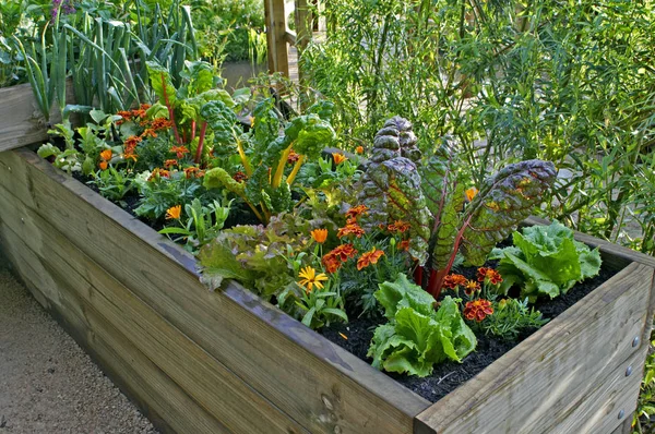 Raised Bed Vegetables Flowers Urban Garden — Stock Photo, Image