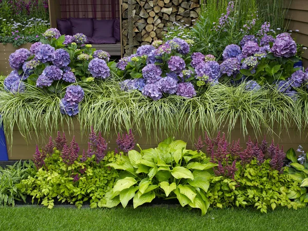 Modern Environmental Garden Raised Bed Hydrangias Stipa — Stock Photo, Image