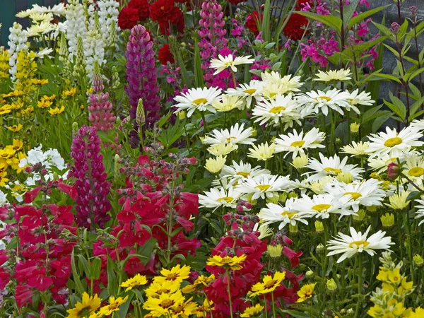 Färgstark Blomma Gränsen Med Lysimachia Lupiner Coreopsis Och Leucanthemums — Stockfoto