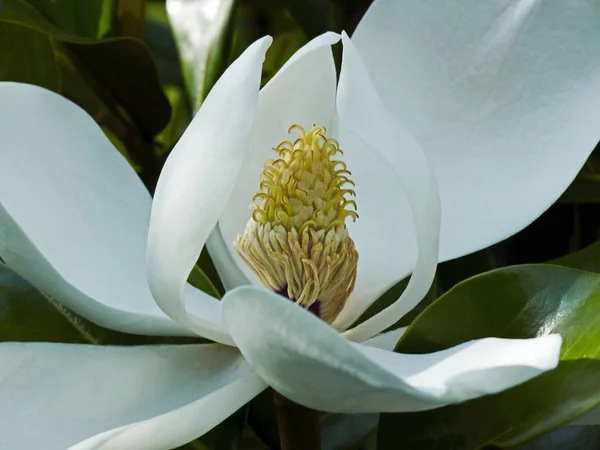 Primer Plano Flores Blancas Magnolia — Foto de Stock