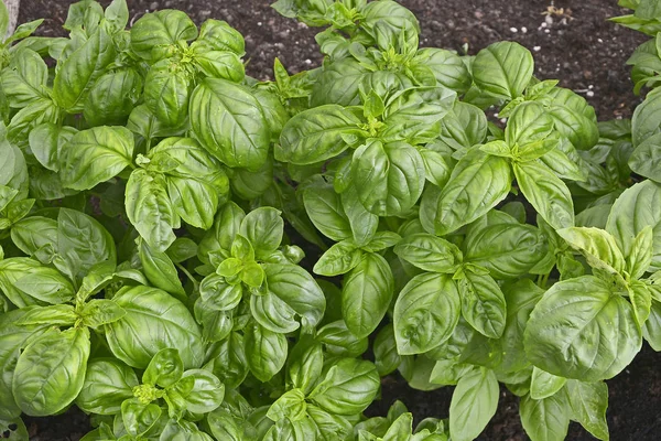 Primo Piano Del Dolce Basilico Italiano Giardino Erbe Aromatiche — Foto Stock