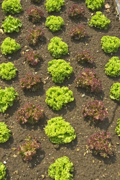 Ren Och Snygg Köksträdgård Med Innesluten Område Sallad — Stockfoto