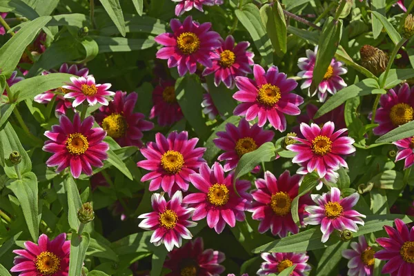 Nahaufnahme Eines Blumenrandes Mit Bunt Blühenden Zinnia Zany Rose Pico — Stockfoto