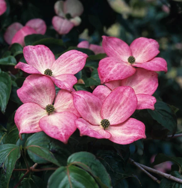 Close Pink Flowering Cornus Florida Rubra Flowering Dogwood — Stock Photo, Image