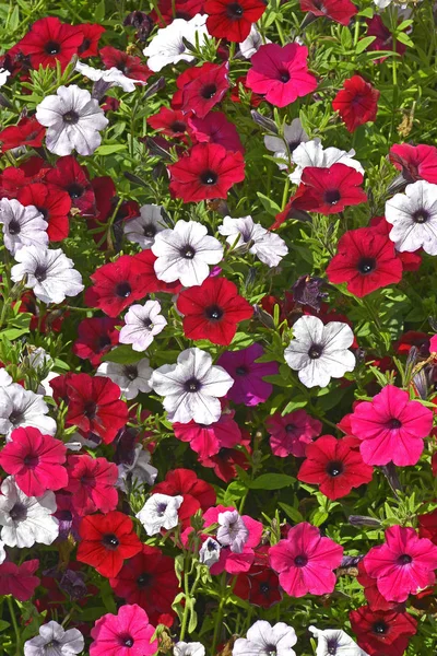 Närbild Blomma Gränsen Med Colouful Blommande Petunior Blandade Färger — Stockfoto