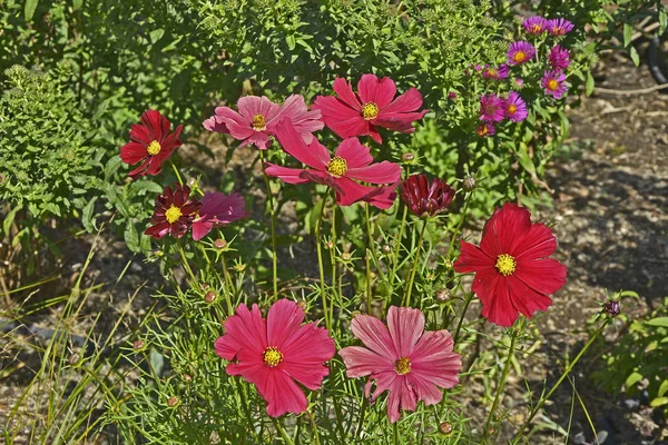 Primer Plano Borde Flores Con Flores Colores Cosmos Rubenza — Foto de Stock