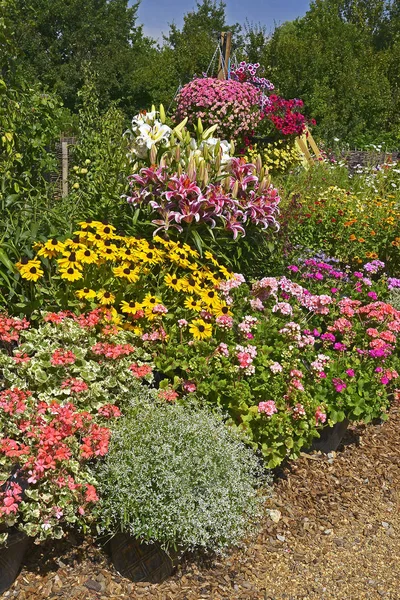 Colourful Well Planted Flower Border Mixed Planting Including Pelargoniums Geraniums — Stock Photo, Image