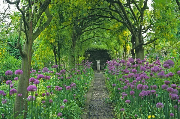 Laburnum Ívek Alliums Barnsley Házában Cukorpálma Sétány — Stock Fotó