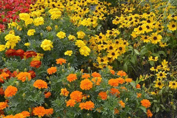 Renkli Çiçek Sınır Fransız Marigolds Kadife Çiçeği Durango Iyileştirilmiş Çeşitli — Stok fotoğraf