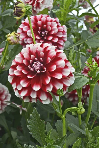 Zamknąć Dalii Hoamatland Granicy Kwiat — Zdjęcie stockowe