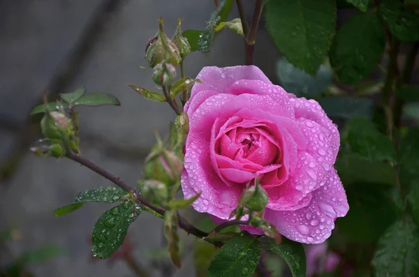 Floração Rosa Gertrude Jekyll Com Gotas Chuva — Fotografia de Stock