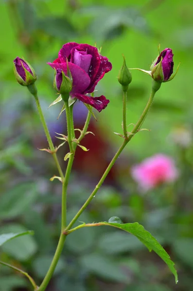 Άνθηση Της Άνοιγμα Rosa Ουίλλιαμ Σαίξπηρ Σταγόνες Βροχής — Φωτογραφία Αρχείου