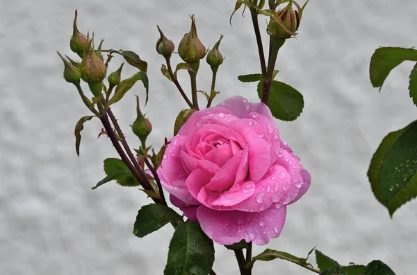 Kwitnienia Rosa Gertrude Jekyll Deszczu — Zdjęcie stockowe