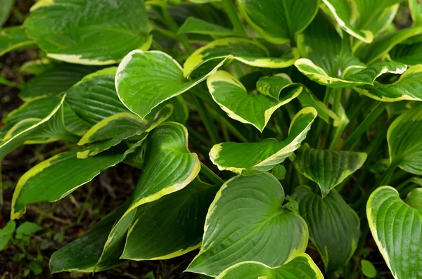 Primo Piano Hosta Fortunei Aureomarginata Giardino Cottage — Foto Stock