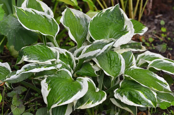 Primer Plano Las Hojas Del Patriota Hosta Jardín Cabañas —  Fotos de Stock