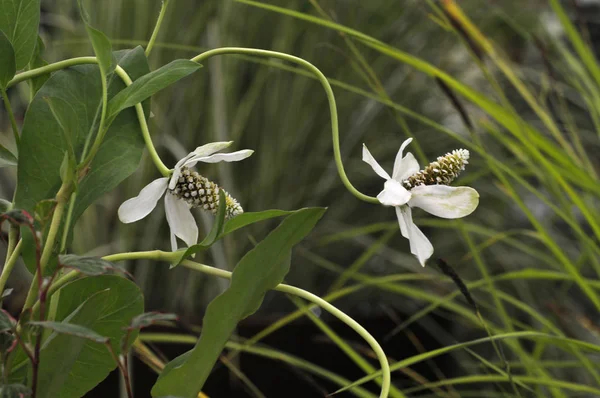 Close Planta Aquática Florida Anemopsis Californica — Fotografia de Stock