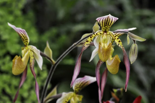 Close Exotic Orchid Paphiopedilum Lebaudyanum Haynaldianum Philippinense — Stock Photo, Image