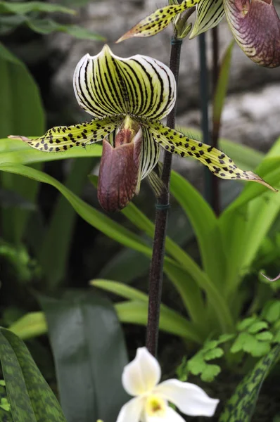 Close Exotic Orchid Paphiopedilum Warscrewicianum — Stock Photo, Image