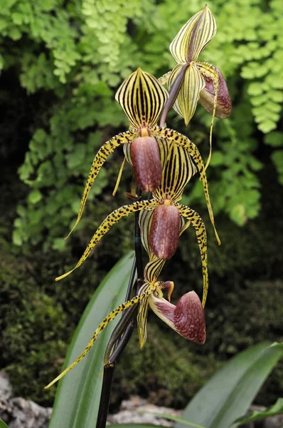 Close Exotic Orchid Paphiopedilum David Ott — Stock Photo, Image