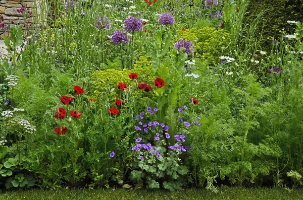 Farverige Blandet Plantet Blomst Grænse Herunder Ladybird Valmuer Allium Græs - Stock-foto