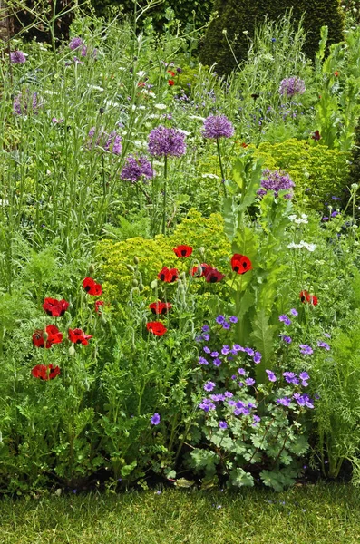 Kleurrijke Gemengd Beplante Bloemenrand Met Inbegrip Van Ladybird Papavers Allium — Stockfoto