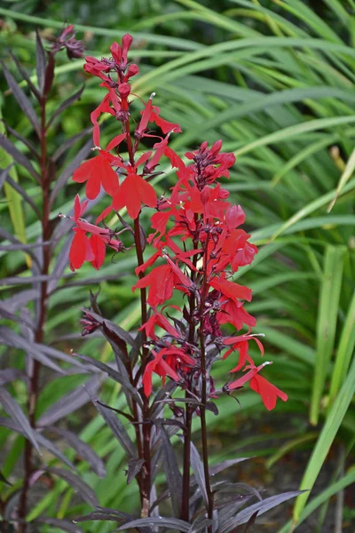 Lobelia Fan Scarlet Perto — Fotografia de Stock