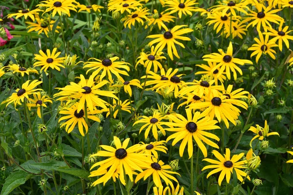 Rudbeckia Goldstrum Aus Nächster Nähe Einer Garteneinfassung — Stockfoto