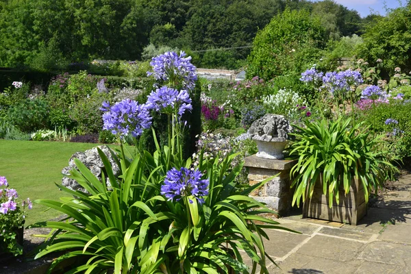 Agapanthus Lacivert Kaplarda Ile Renkli Teras — Stok fotoğraf