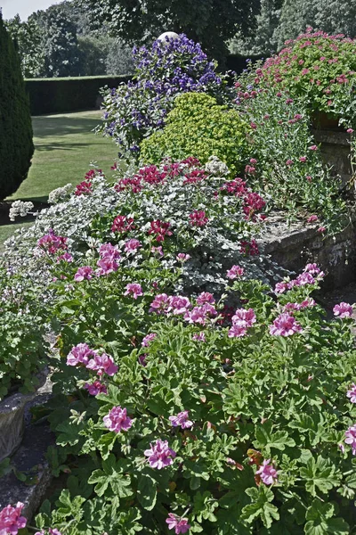 Vistas Jardín Terraza Con Borde Colorido Con Pelargonium — Foto de Stock