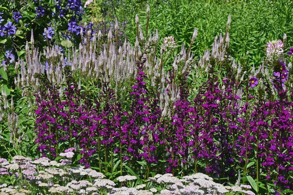 Fronteira Flor Com Lobelia Veronicastrum Virginicum — Fotografia de Stock