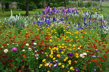 Colourful flower meadow with mixed planting making an attrctive display of Delphiniums, Larkspur, Calendula and marigolds clipart
