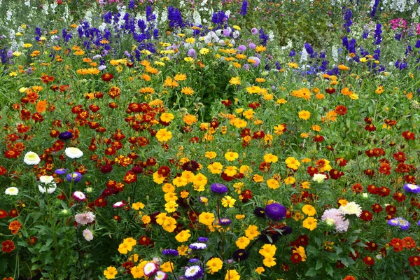 Bunte Blumenwiese Mit Gemischter Bepflanzung Mit Delphinen Lerchensporn Lavatera Ringelblume — Stockfoto