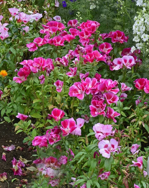 Κοντινό Godetia Λουλούδια Ένα Εξοχικό Κήπο — Φωτογραφία Αρχείου