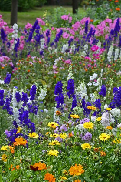 Wild Colourful Planting Marigolds Tagetes Delphinium Stock Image