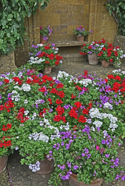 Colourful Display Geraniums Pelargoniums Containers — Stock Photo, Image