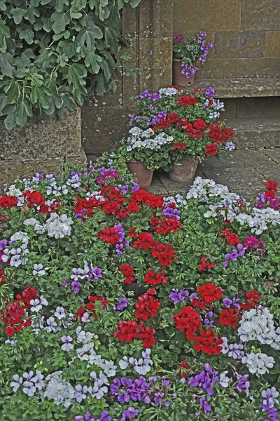 Colourful Display Geraniums Pelargoniums Containers — Stock Photo, Image