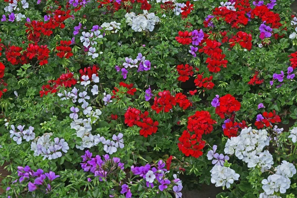 Färgglad Display Närbild Pelargoner Pelargoner Behållare — Stockfoto