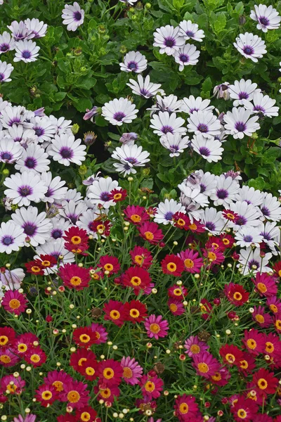 Blomma Gränsen Färgglada Margeritsläktet Änglalika Och Osteospermum Ecklonis — Stockfoto