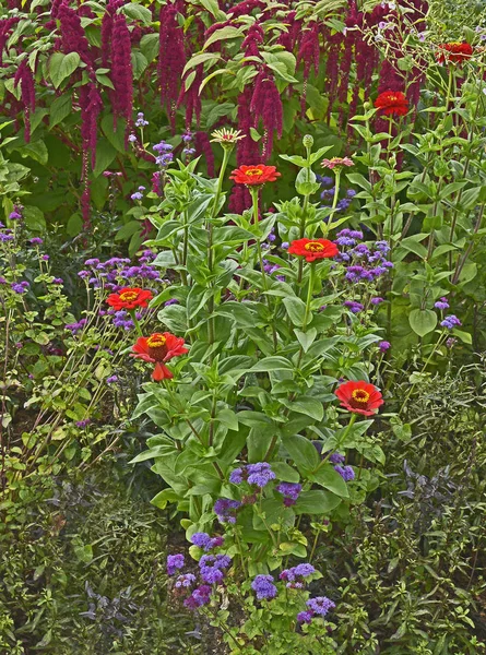 花边界的细节与阿玛兰萨斯尾草 爱说谎流血和 Zinnias — 图库照片