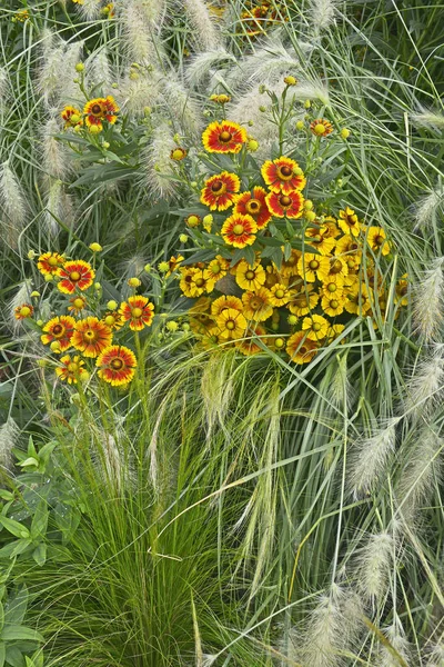 Bunte Gartenblumenkante Mit Helenium Waldraut Und Ziergras Pennisetum Villosum — Stockfoto