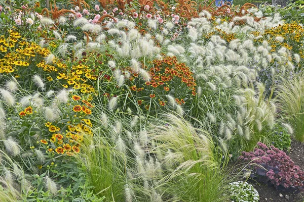 Bordure Fleurs Jardin Coloré Avec Heleniums Waldraut Herbe Ornementale Pennisetum — Photo