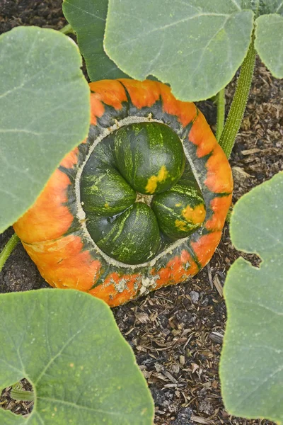 Pompoen Cucubita Turk Tulband Groeien Een Groente Tuin — Stockfoto